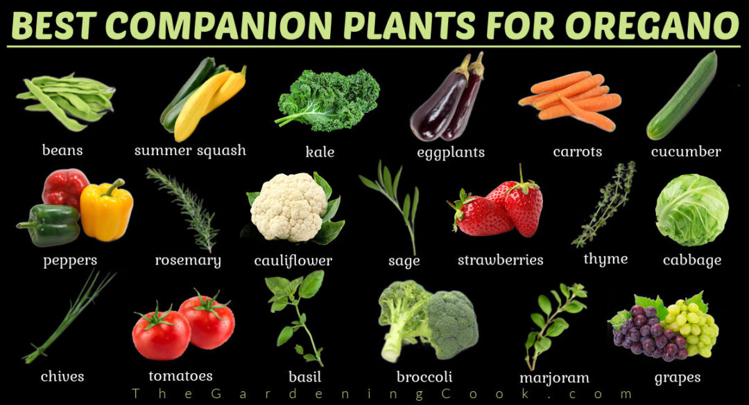 Oregano Companion Plants + Oregano Companion Planting Chart
