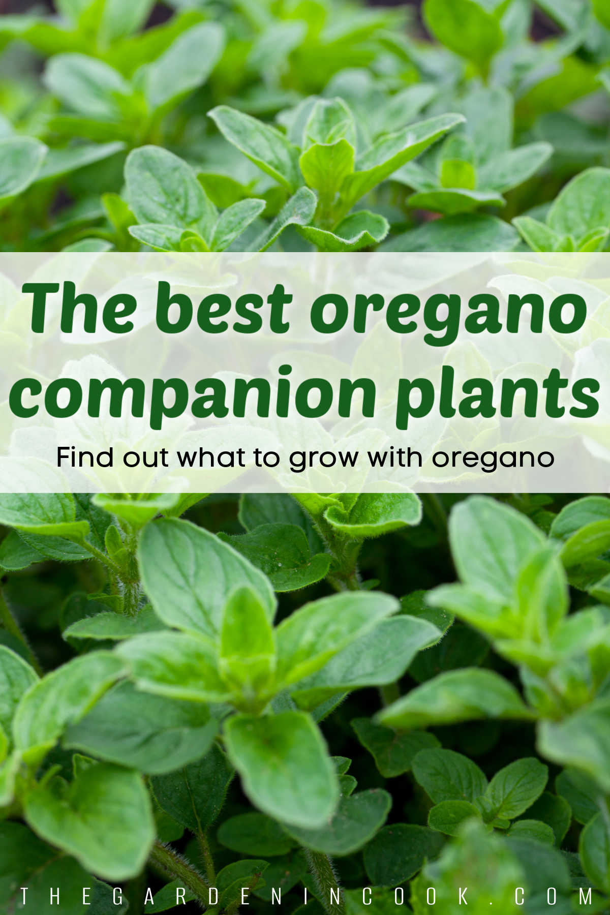 An oregano plant with a faded text box over the center. Text box readds, the best oregano companion plants.