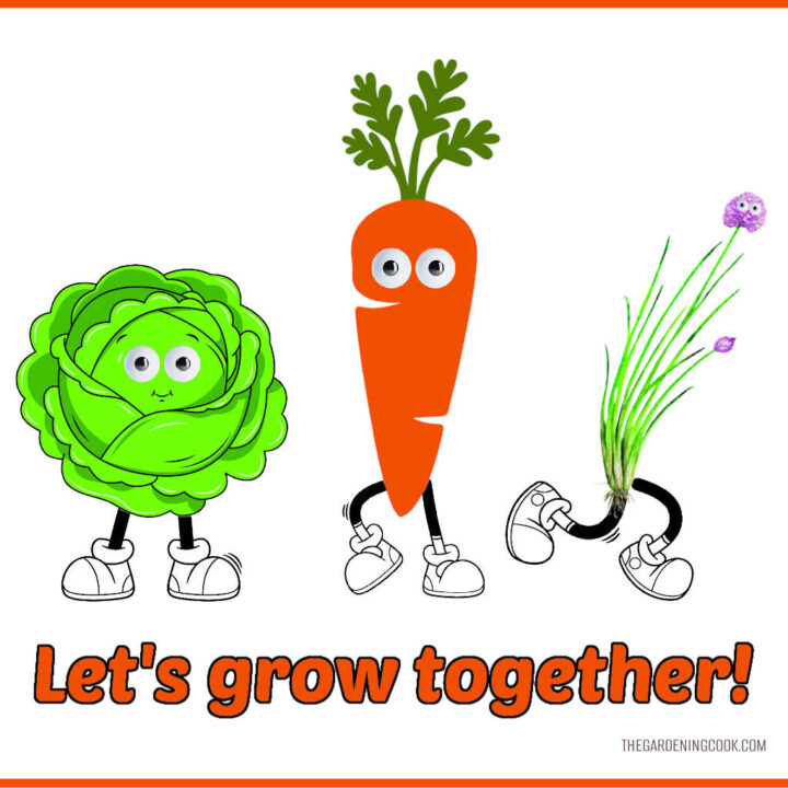 A cartoon with a cabbage, carrot and chives with eyes and feets. Text reads Let's grow together!