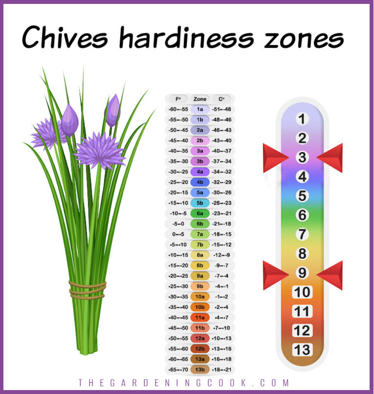 A bundle of chives with flowers next to a slider scale showing USDA hardiness zones 3-9.