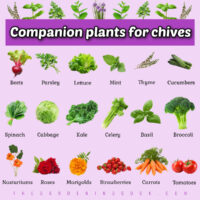 Rows of herbs, fruits, vegetables and flowers with names under them. A purple text box reads Companion plants for chives.