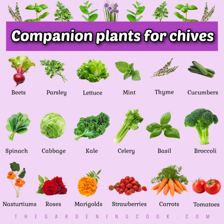 Rows of herbs, fruits, vegetables and flowers with names under them. A purple text box reads Companion plants for chives.