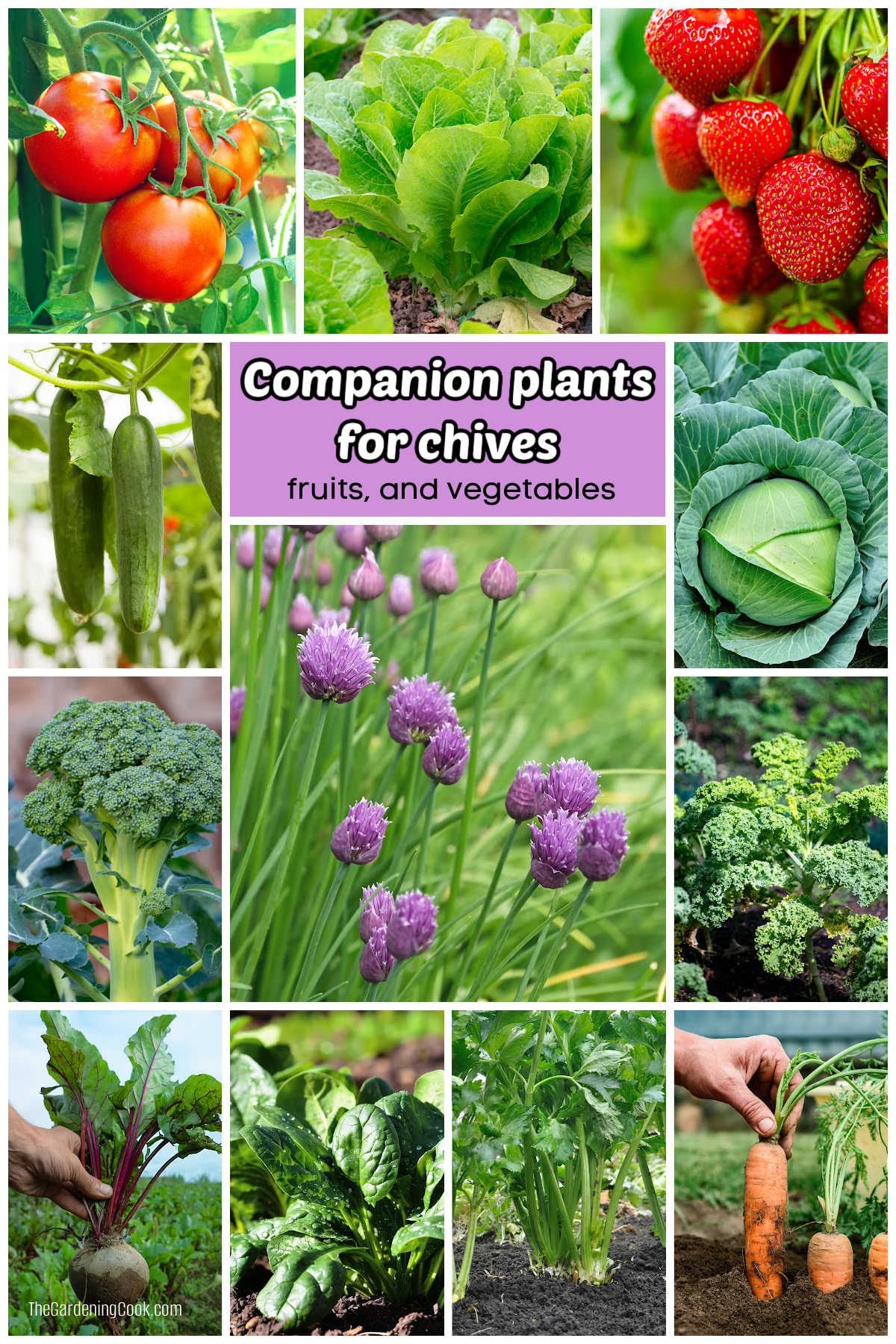 Pictures of vegetables in a collage with chives in the center. Lilac text box reads companion plants for chives - fruits and vegetables.
