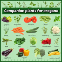 Rows of herbs, fruits and vegetables with names under them. A green textbox reads Companion plants for oregano and has herbs popping out of it.