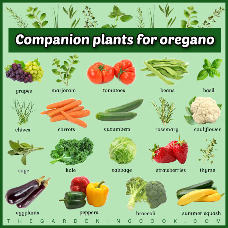 Rows of herbs, fruits and vegetables with names under them. A green textbox reads Companion plants for oregano and has herbs popping out of it.