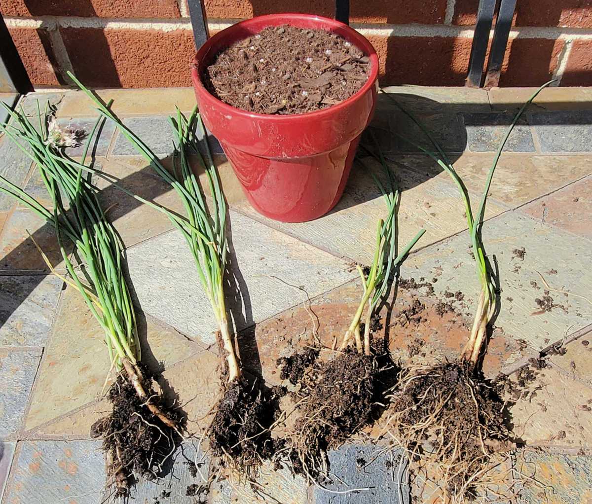 A red pot on a slate shelf surrounded by small divisions of chives.
