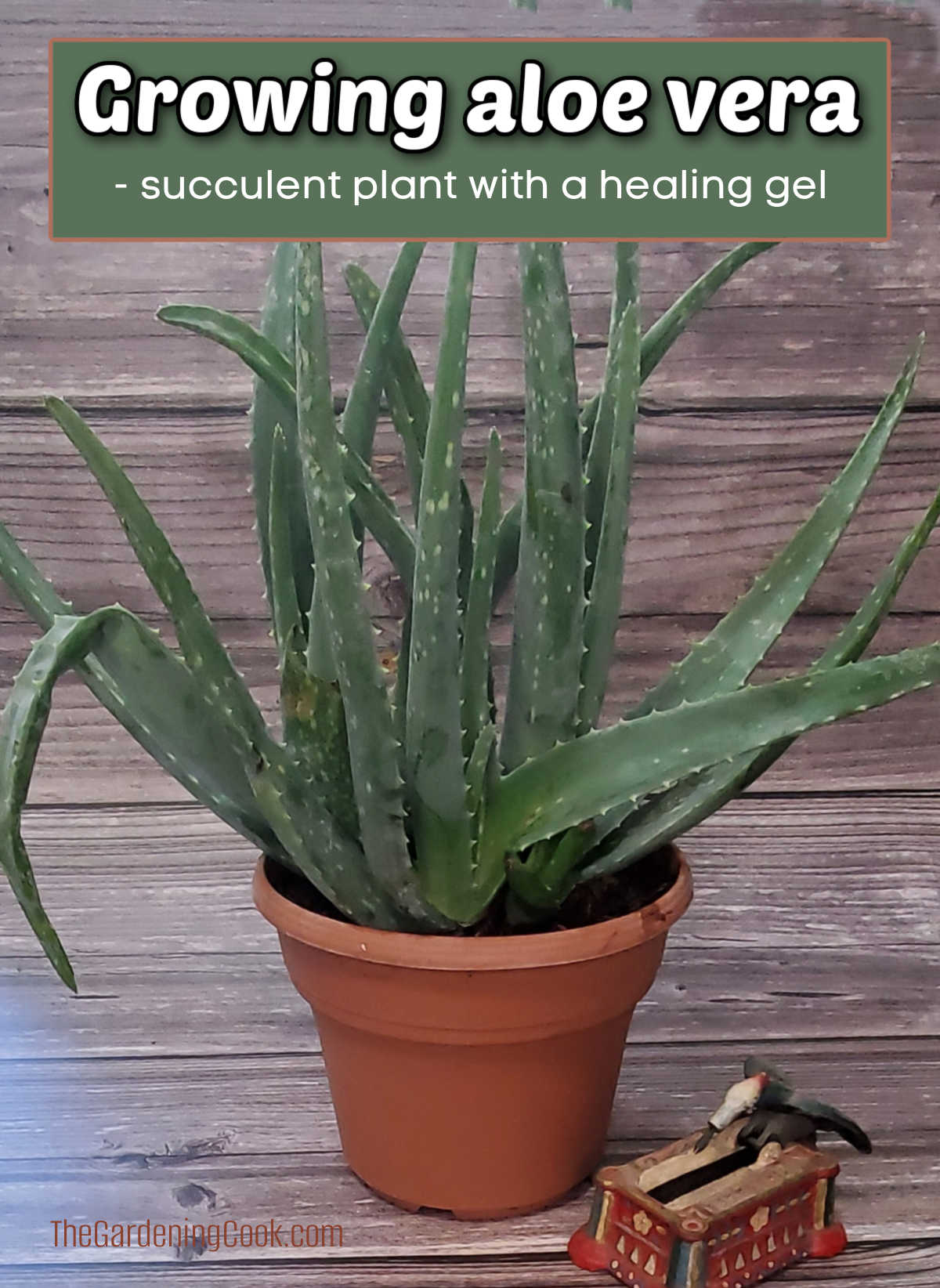 An aloe vera plant in a tan pot next to a woodpecker toothpick holder. Green text box reads Growing aloe vera- succulent plant with a healing gel.