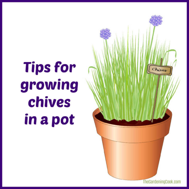 A pot with chives and label in it. Text reads Tips for growing chives in a pot.