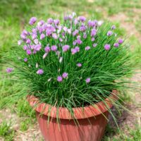 A large terracotta pot containing chives in flower.