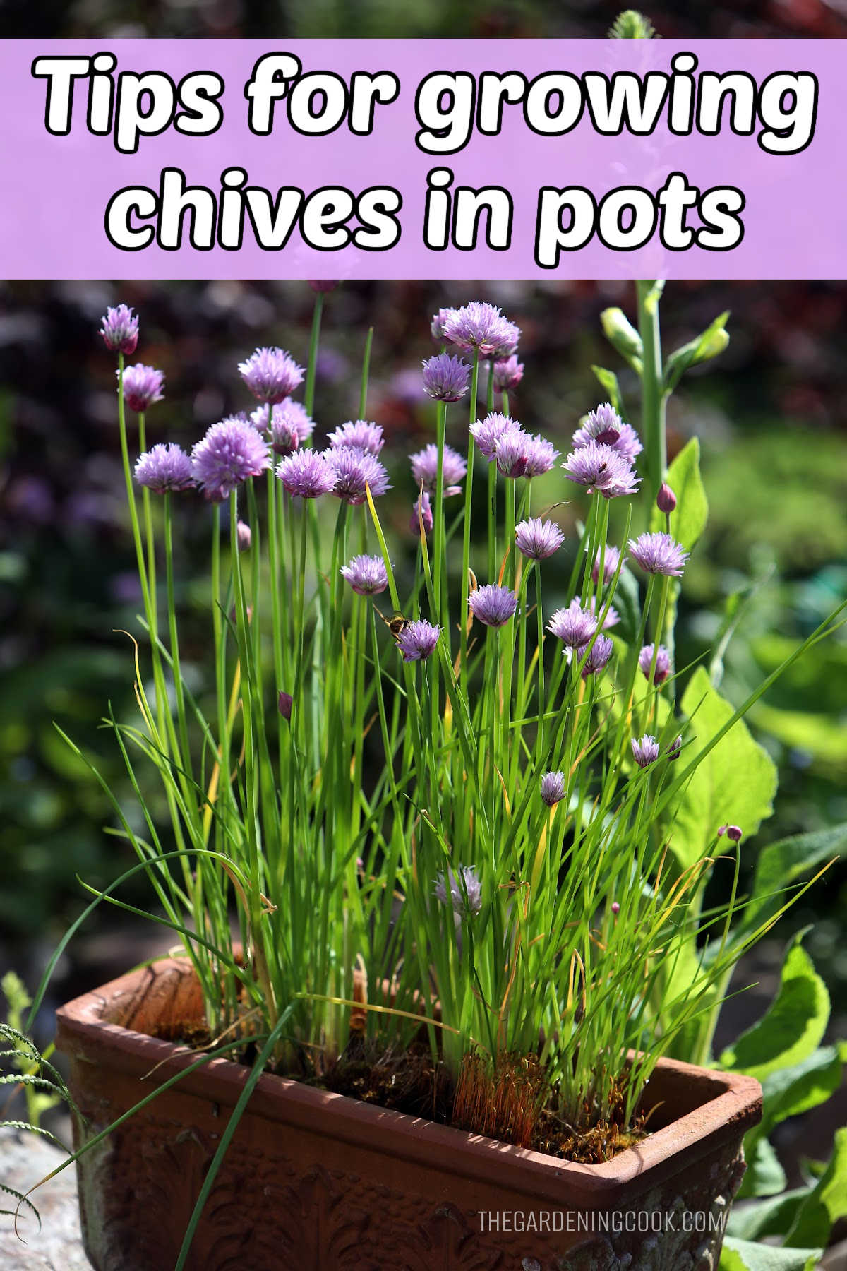 A rectangular put holding chives in flower. Pink text box reads Tips for growing chives in pots.