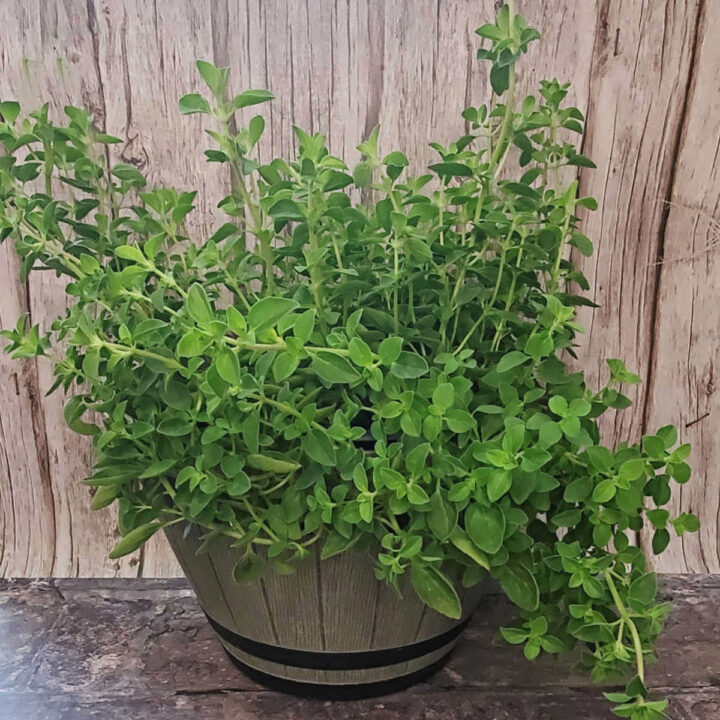 An oregano plant in a large plastic barrel planter.