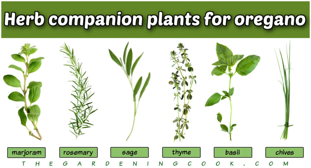 Oregano Companion Plants + Oregano Companion Planting Chart