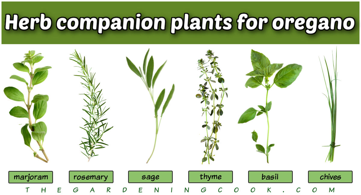 A row of fresh herbs with names in light green boxes under them. Dark green text box reads Herb companion plants for oregano.
