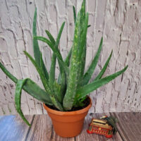 An aloe vera houseplant on a wooden table next to a woodpecker toothpick holder.
