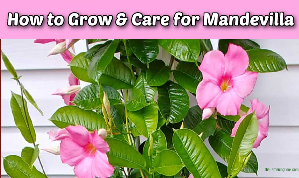 Mandevilla plant in flower with text reading How to Grow & Care For Mandevilla.