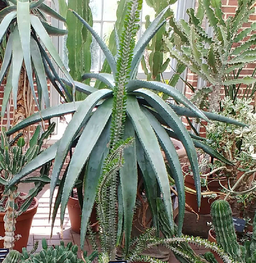 Huge aloe vera plant surrounded by other succulents, growing in a greenhouse at the Missouri Botanical gardens.