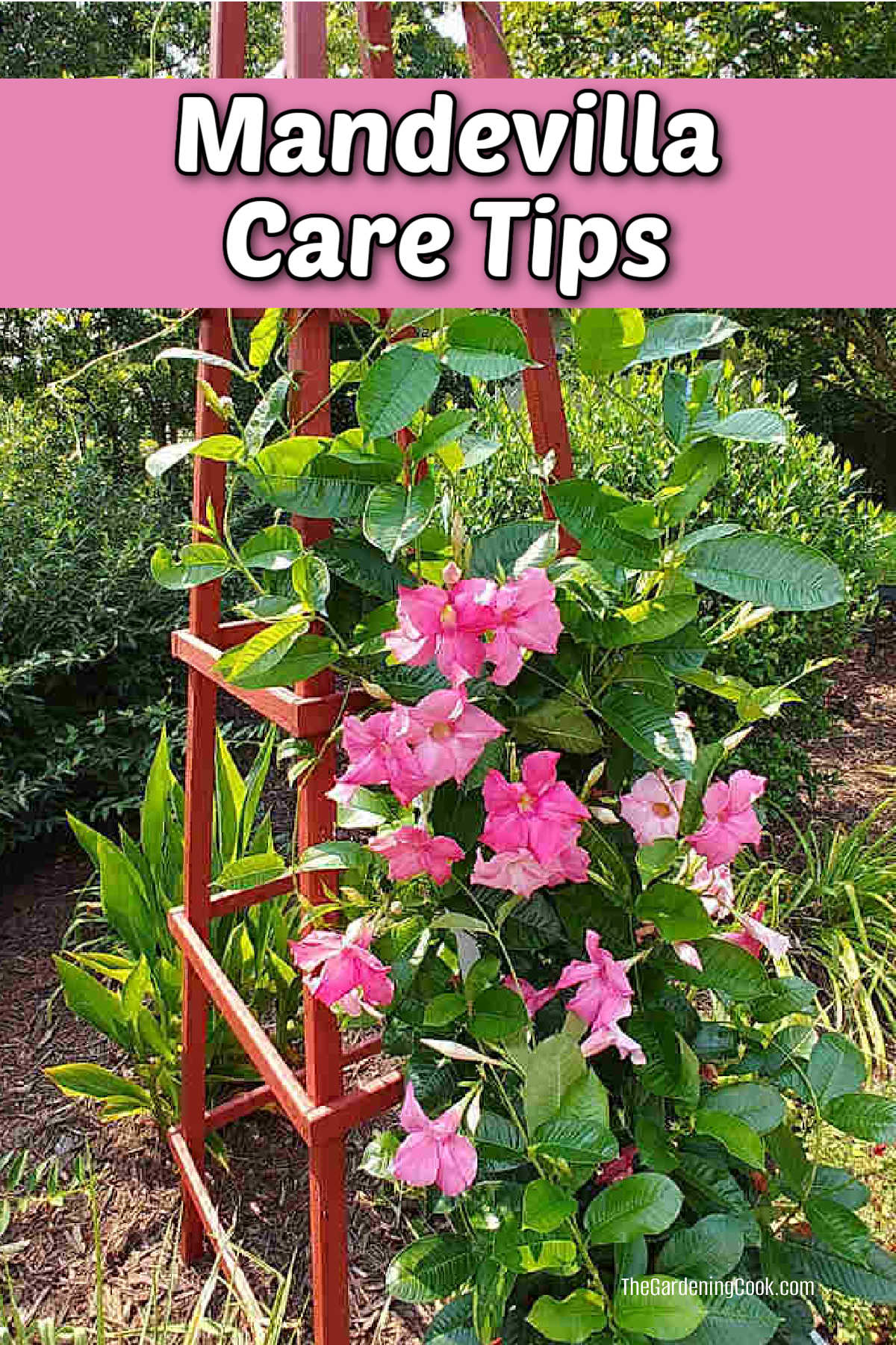 A mandevilla plant growing up a garden obelilsk. Pink text box reads Mandevilla Care Tips