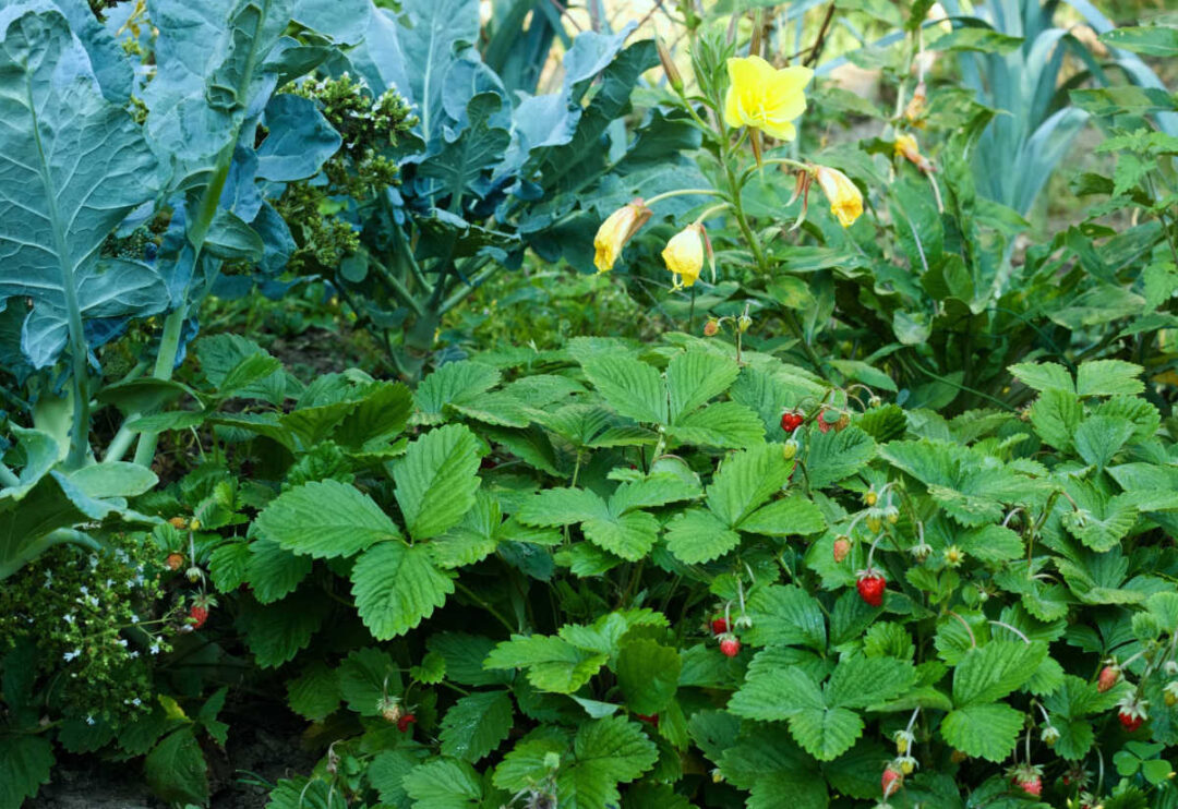 Oregano Companion Plants + Oregano Companion Planting Chart