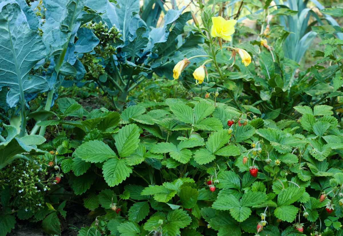 A permaculture garden with oregano, broccoli, strawberries and other herbs.