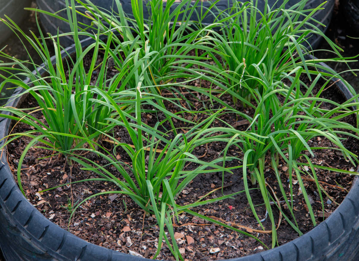 A tire planter, planted with garlic chives seedlings.
