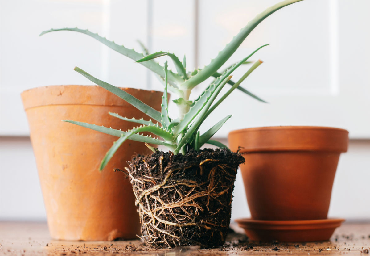 An aloe vera plant with roots growing around soil removed from a small pot and ready to repot into a larger container.