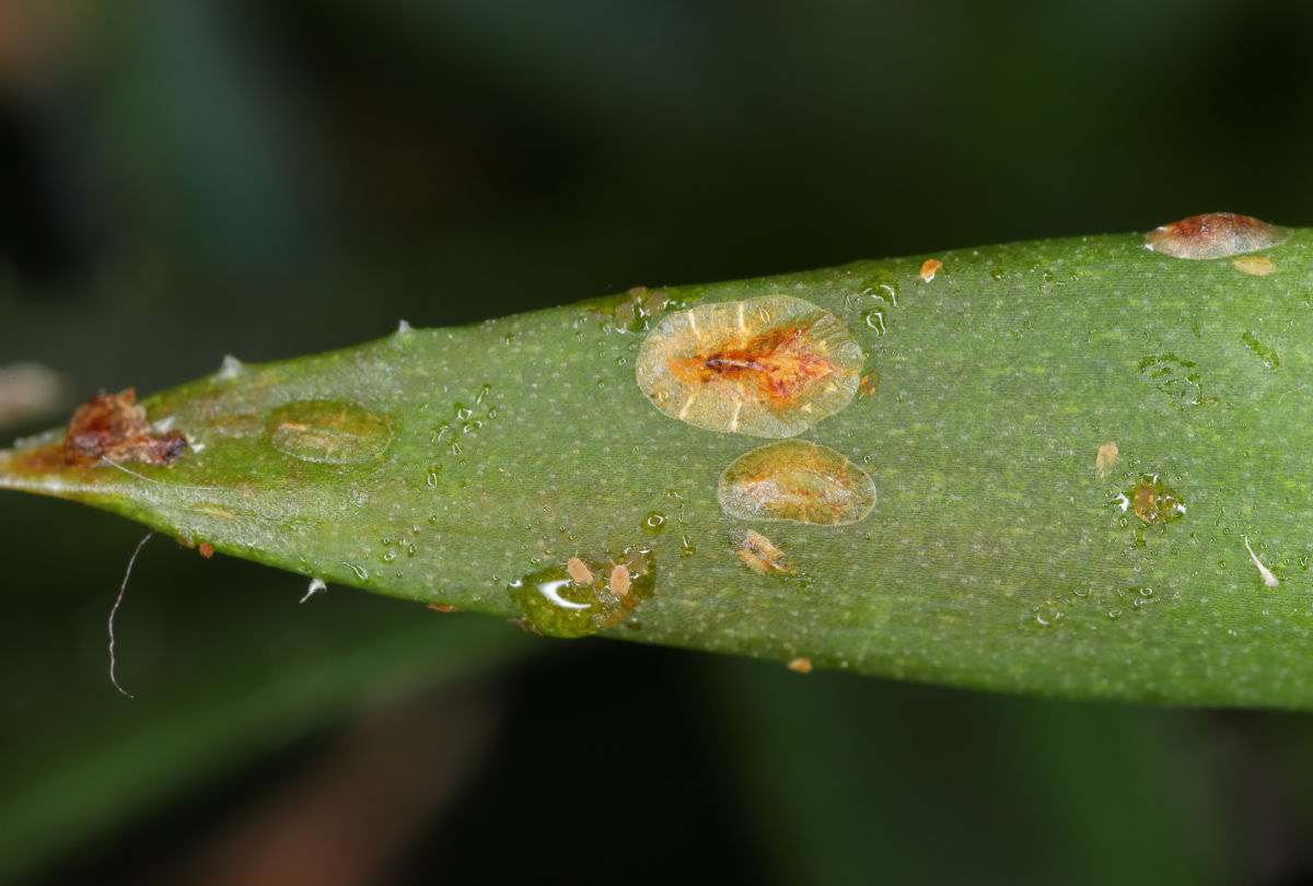 Soft, brown scale on the leaves of an aloe plant.