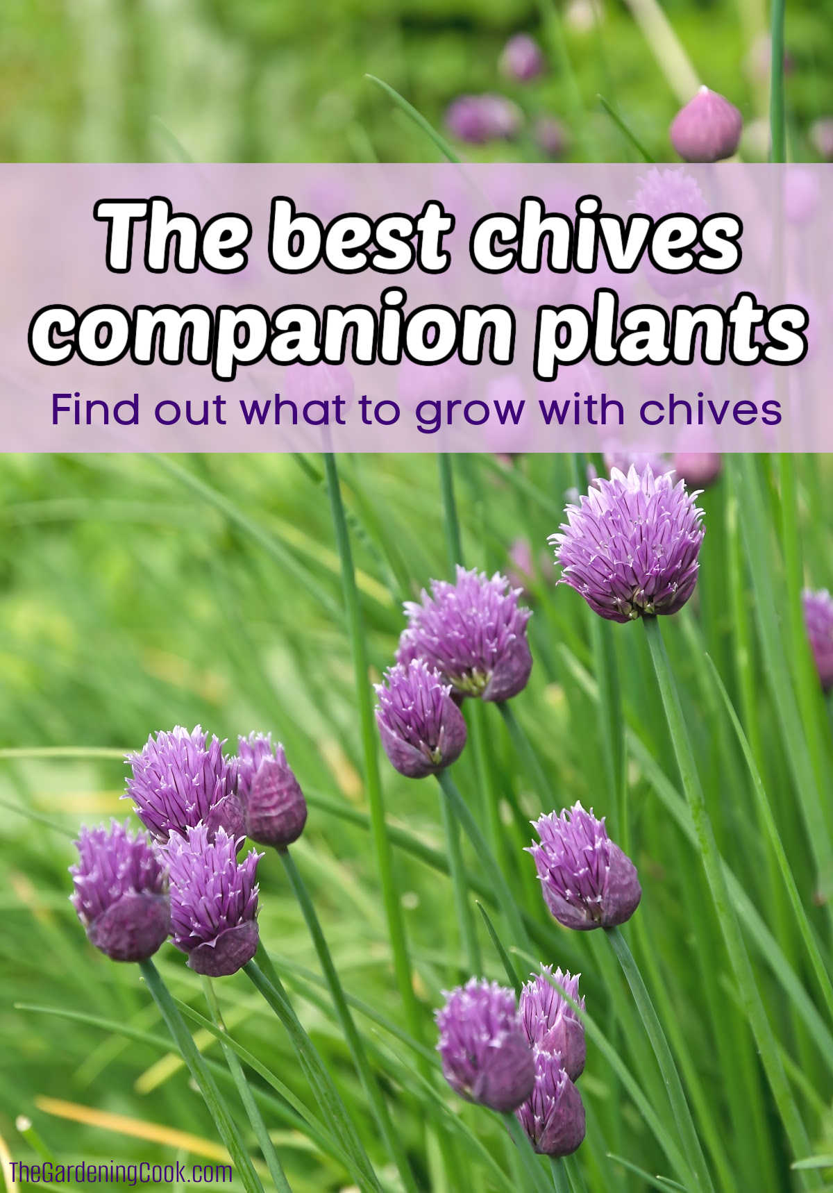 A picture of chives in flower in a field. Purple text box readds The best chives companion plants - find out what to grow with chives.