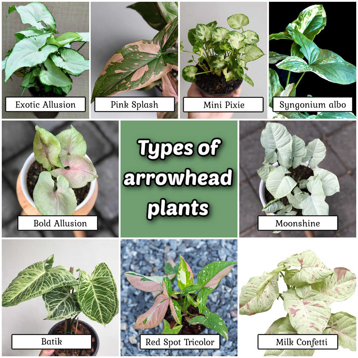 A collage showing pictures of types of arrowhead plants with names of the plants in white text boxes.