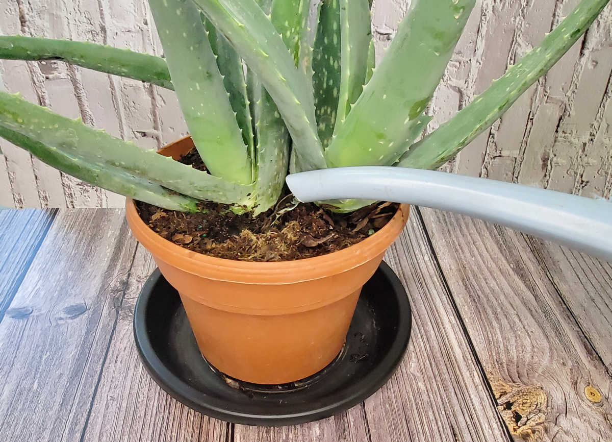 A aloe vera plant in a tan pot with black saucer being watered with a blue watering can spout.