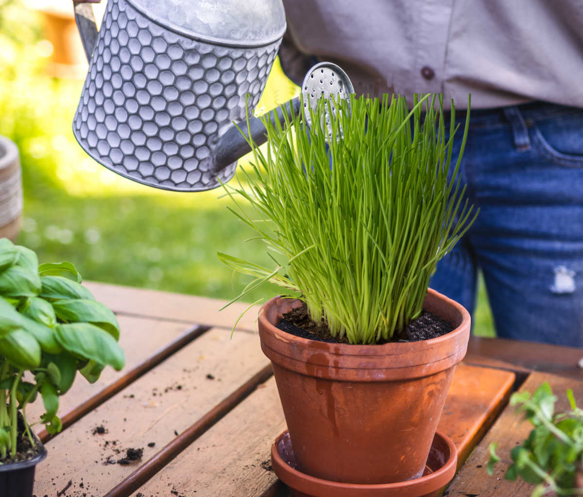A woman with a watering can, watering chives growing in a pot.