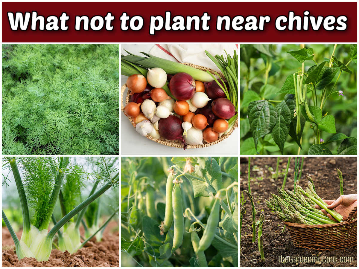 Images of fennel, dill, beans, peas, asparagus and alliums. Red text box reads What not to plant near chives.