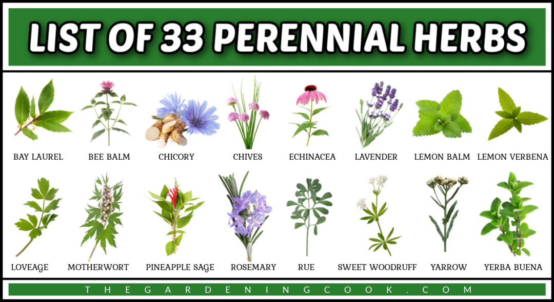 List of 33 Perennial Herbs To Plant Once and Enjoy Year After Year