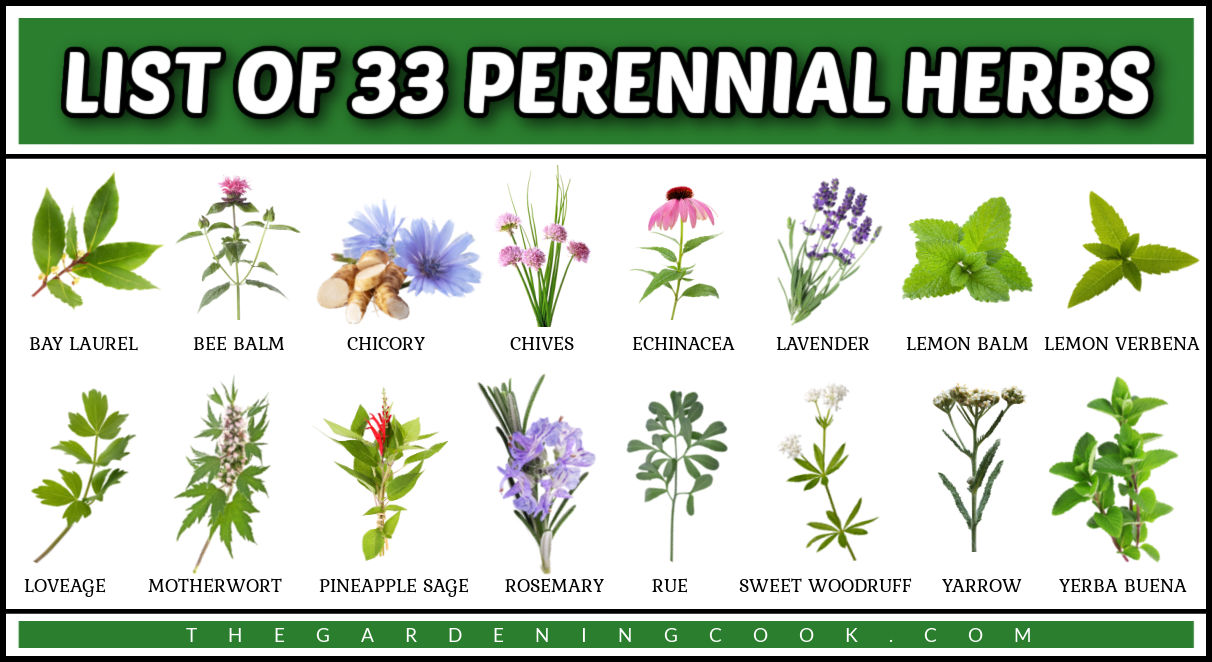 Rows of pictures of perennial herbs with the names under them. Green text reads List of 33 perennial herbs.