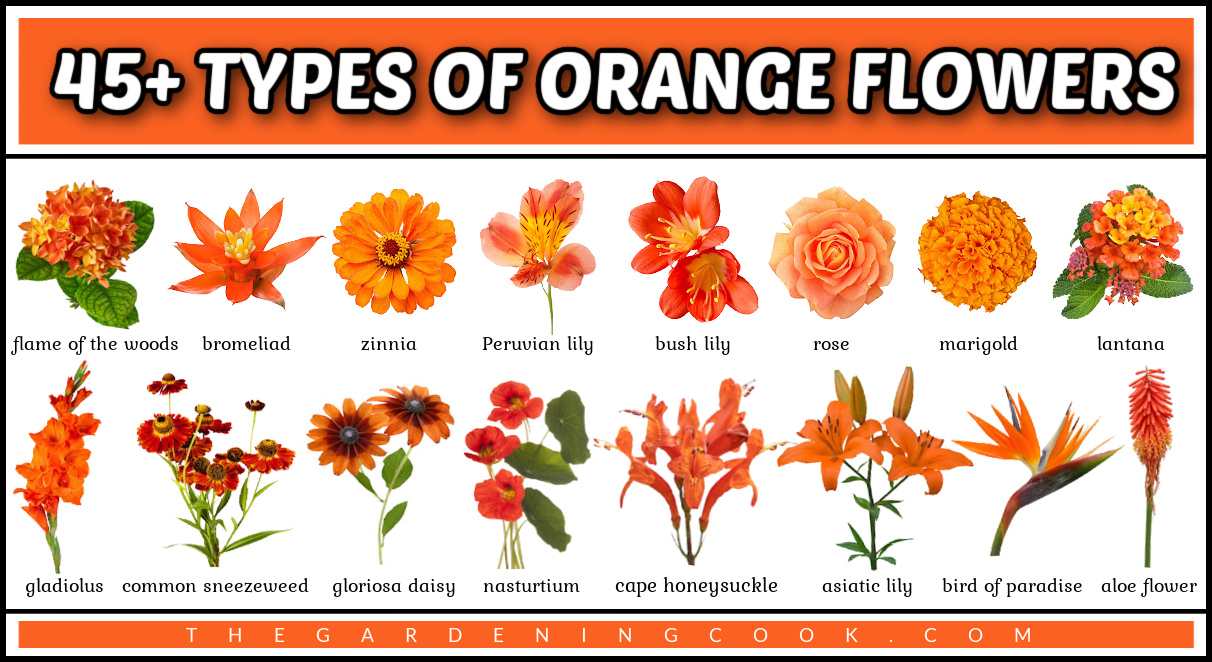 A text overlay at the top that says 45+ types of orange flowers, above 16 different orange flower pictures with names under each one.