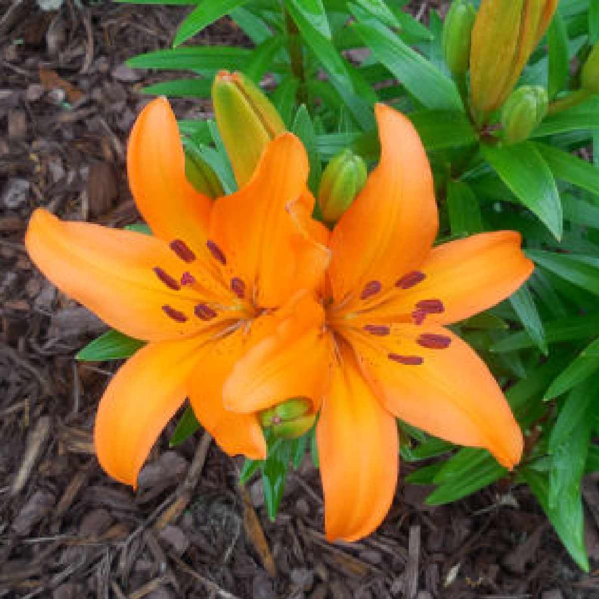 Two orange asiatic lilies and their foliage against dark mulch.