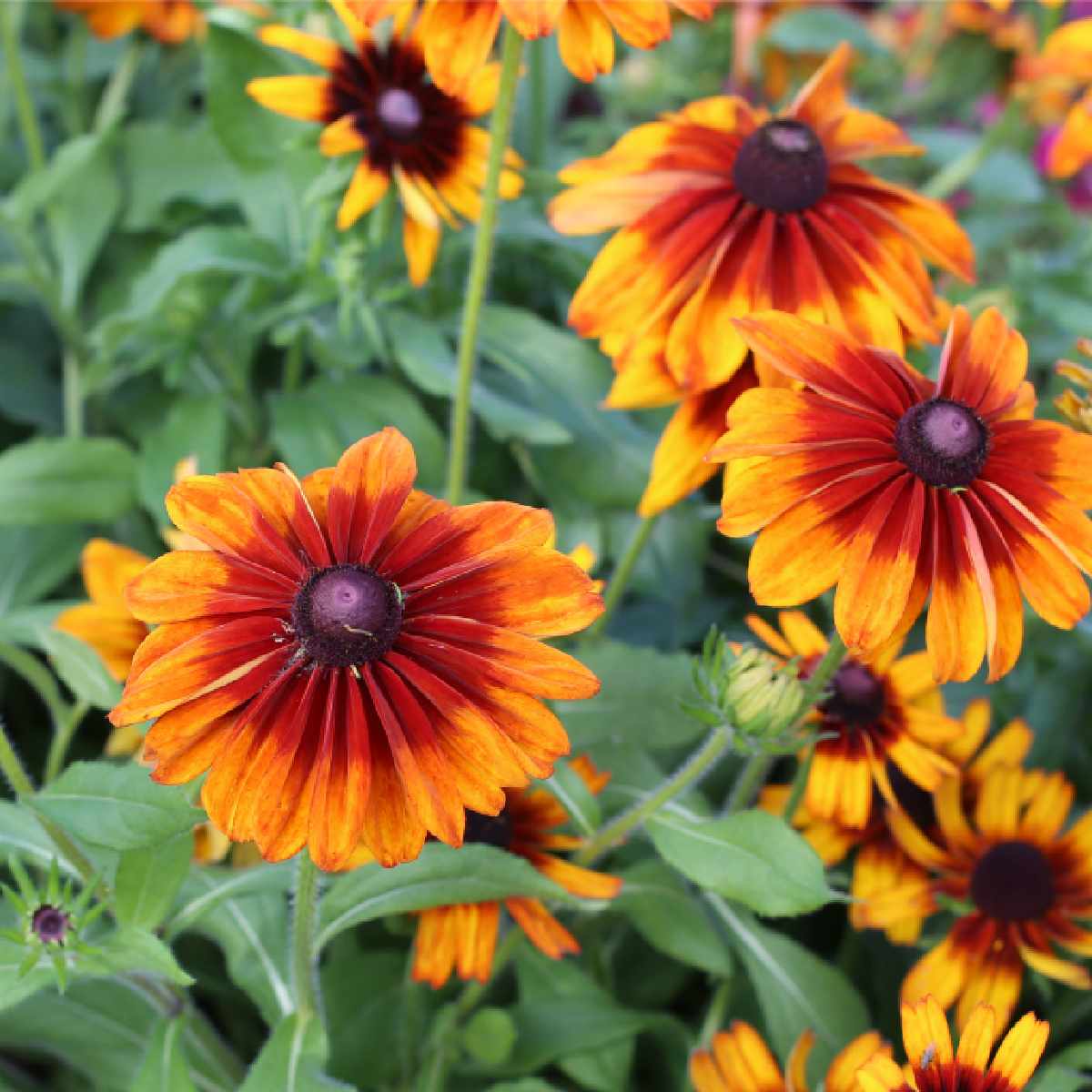 A cluster of orange black eyed Susans, specifically a variety called Rudbeckia hirta Autumn Colors.