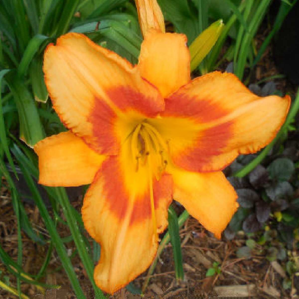 A close up photo of an orange flowering daylily known botanically as a Hemerocallis Tiger Kitten.