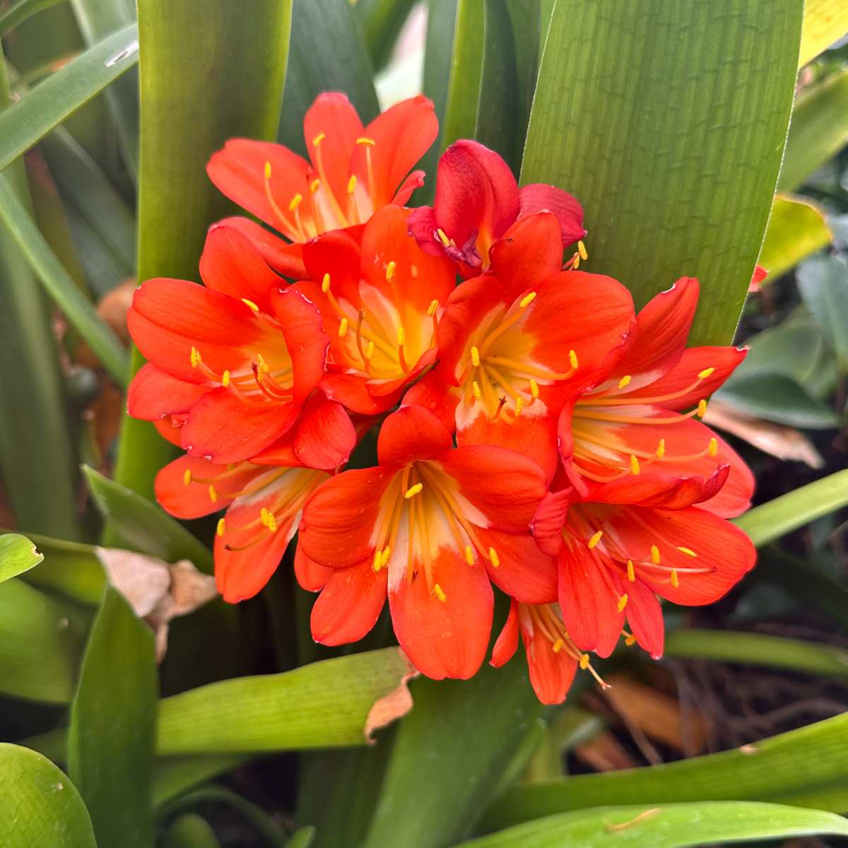 A cluster of bush lily flowers and their foliage, the specific variety is Clivia miniata.