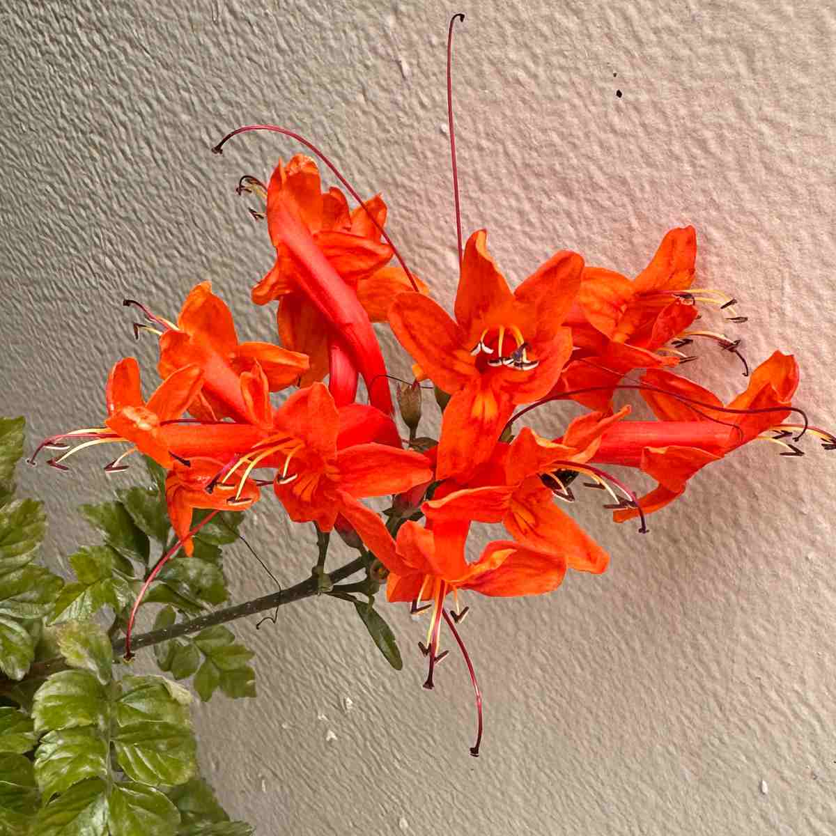 A photo of a cluster of orange flowers known as cape honeysuckle, and botanically known as Tecomaria capensis against a white wall.