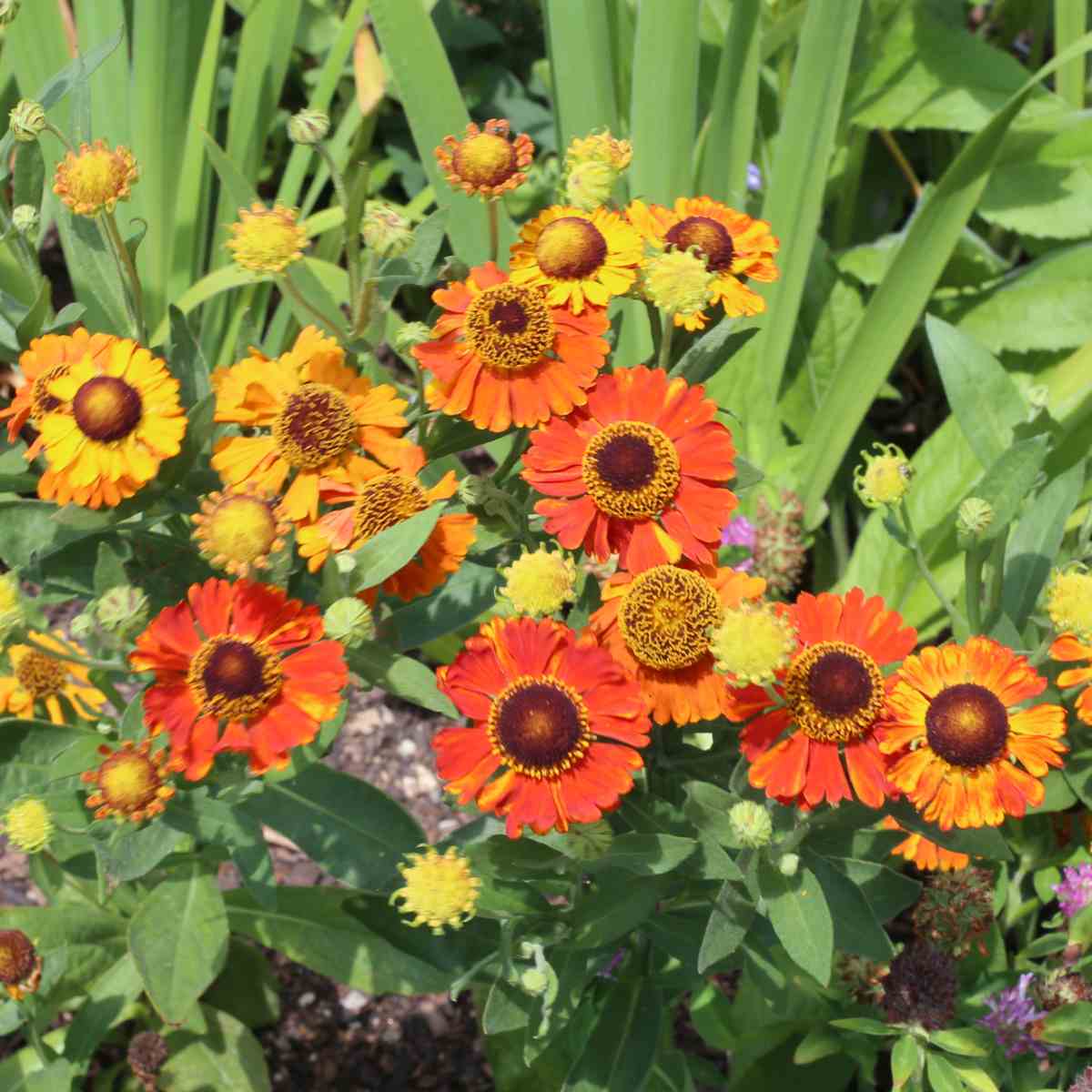 A cluster of yellow and orange flowers botanically known as Helenium autumnale, which is also known as common sneezeweed.