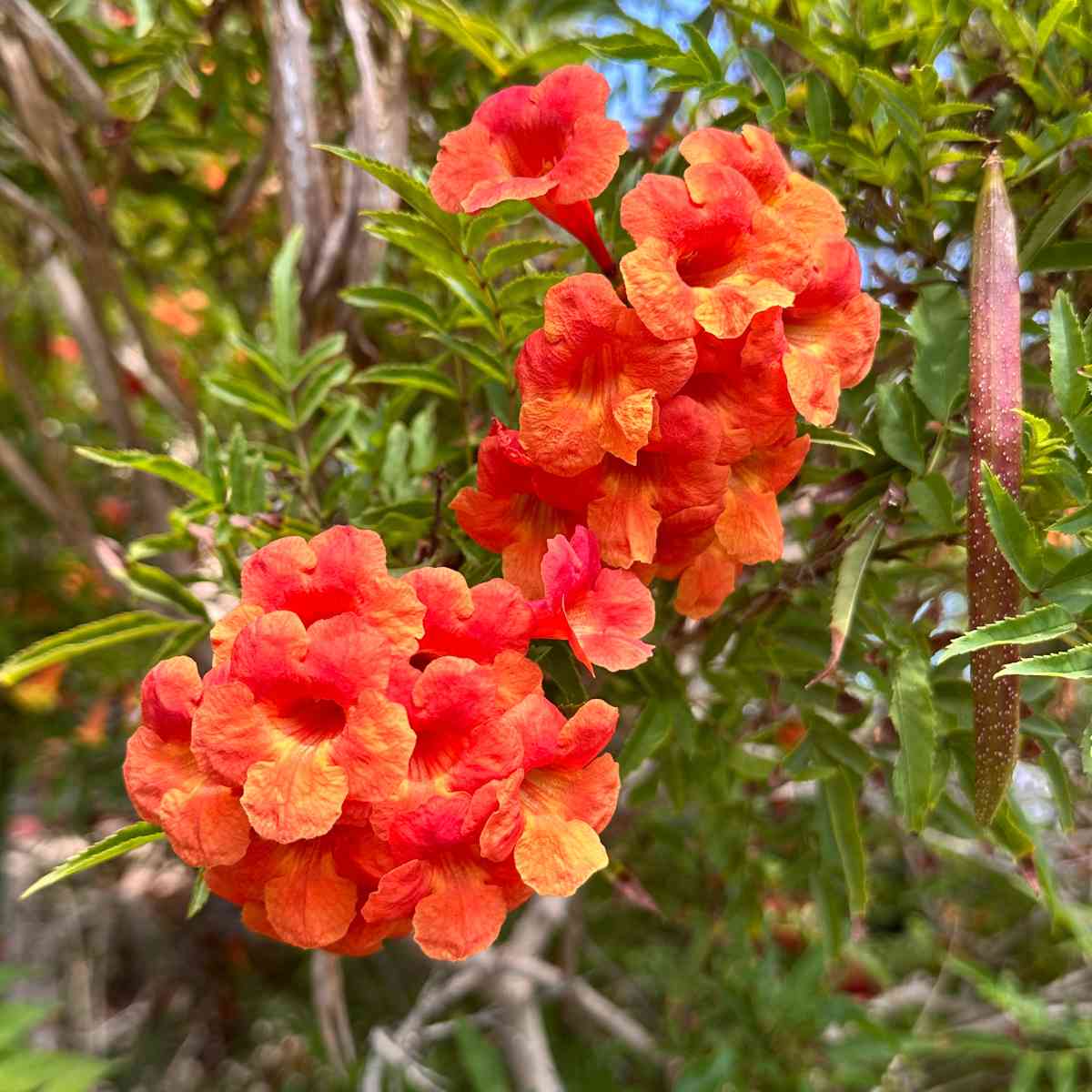 A cluster of orange Tecoma Stans Crimson Flare Esperanza flowers, with a seed pod and foliage also visible in the photo.