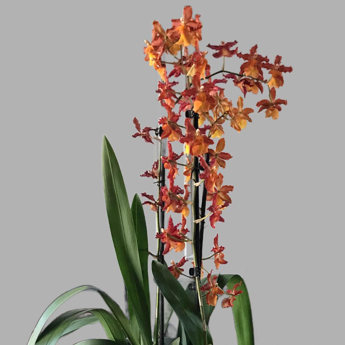 An orange flowering dancing lady orchid from the Oncidium orchid family against a white wall.
