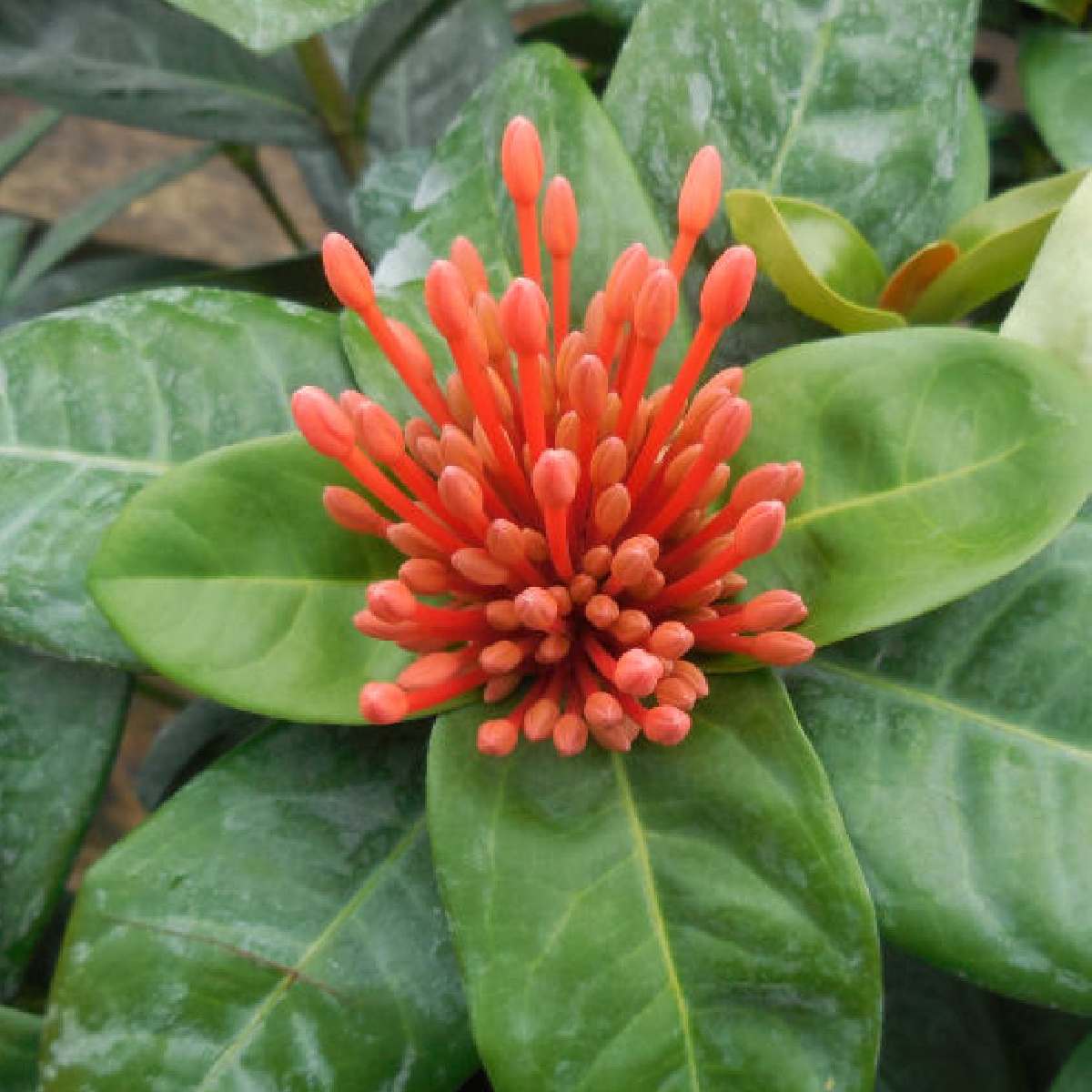 A close up image of the orange buds and green foliage of a flame of the woods plant, known botanically as Ixora coccinea.