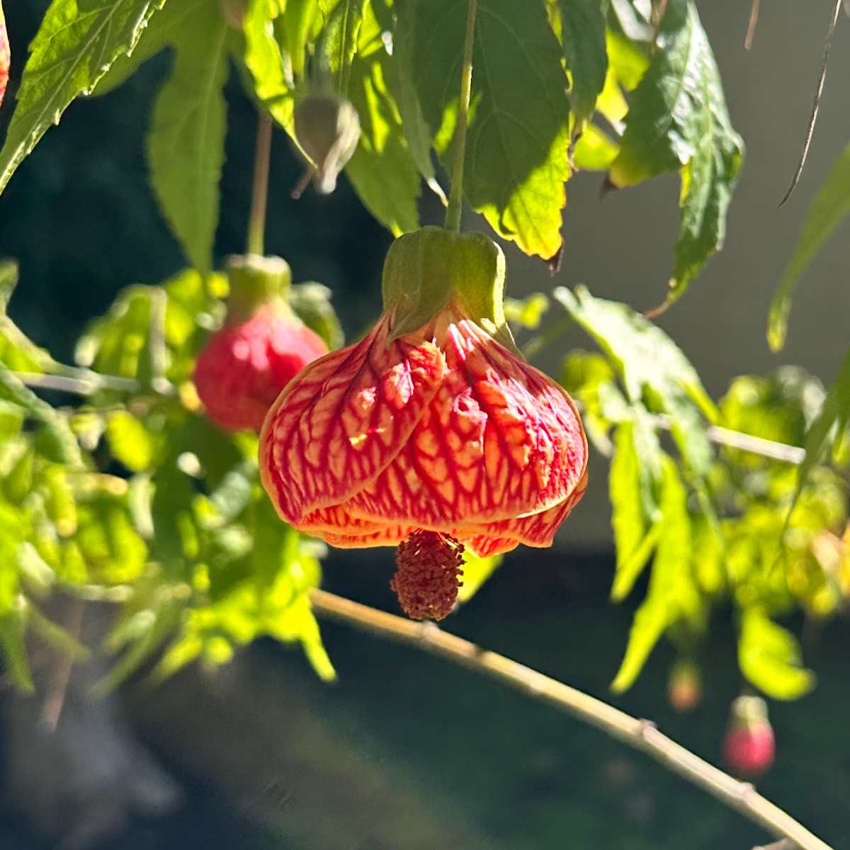 A close up shot of an orange petaled, and red veined flower belonging to the flowering maple shrub, known botanically as Abutilon pictum.