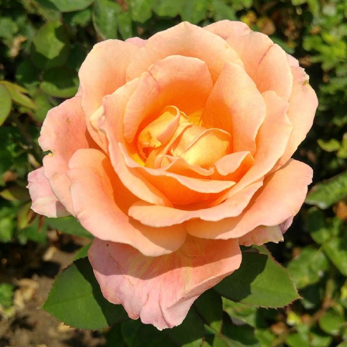 A peachy orange hybrid tea rose and its surrounding foliage in a garden bed.
