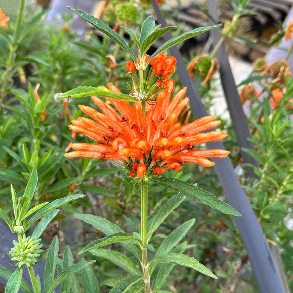 A close up shot of and orange Lion's tail flower, known botanically as Leonotis leonurus, in a garden bed with lots of foliage around it.