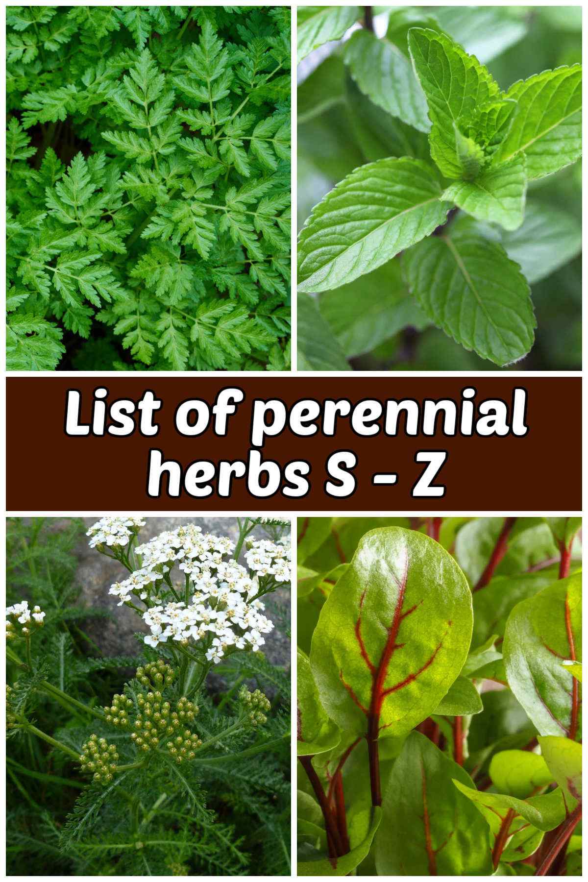 A collage with pictures of sweet cicely, yerba buena, yarrow and sorrel. Maroon text box reads list of perennial herbs S-Z.