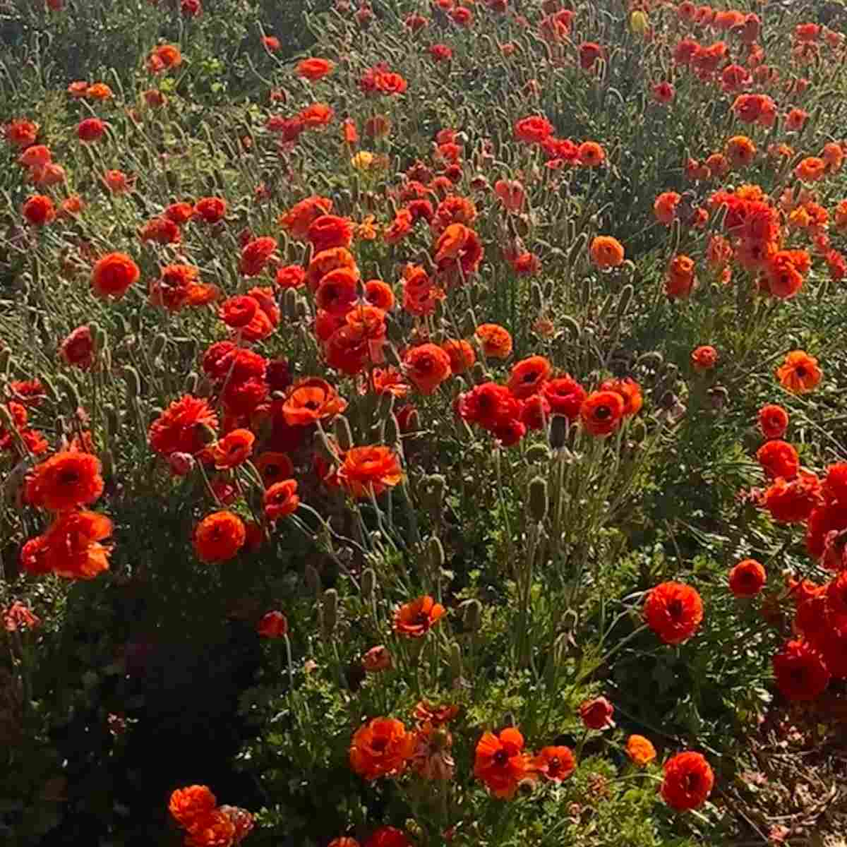 A field full of orange Persian buttercups, also known botanically as Ranunculus asiaticus.