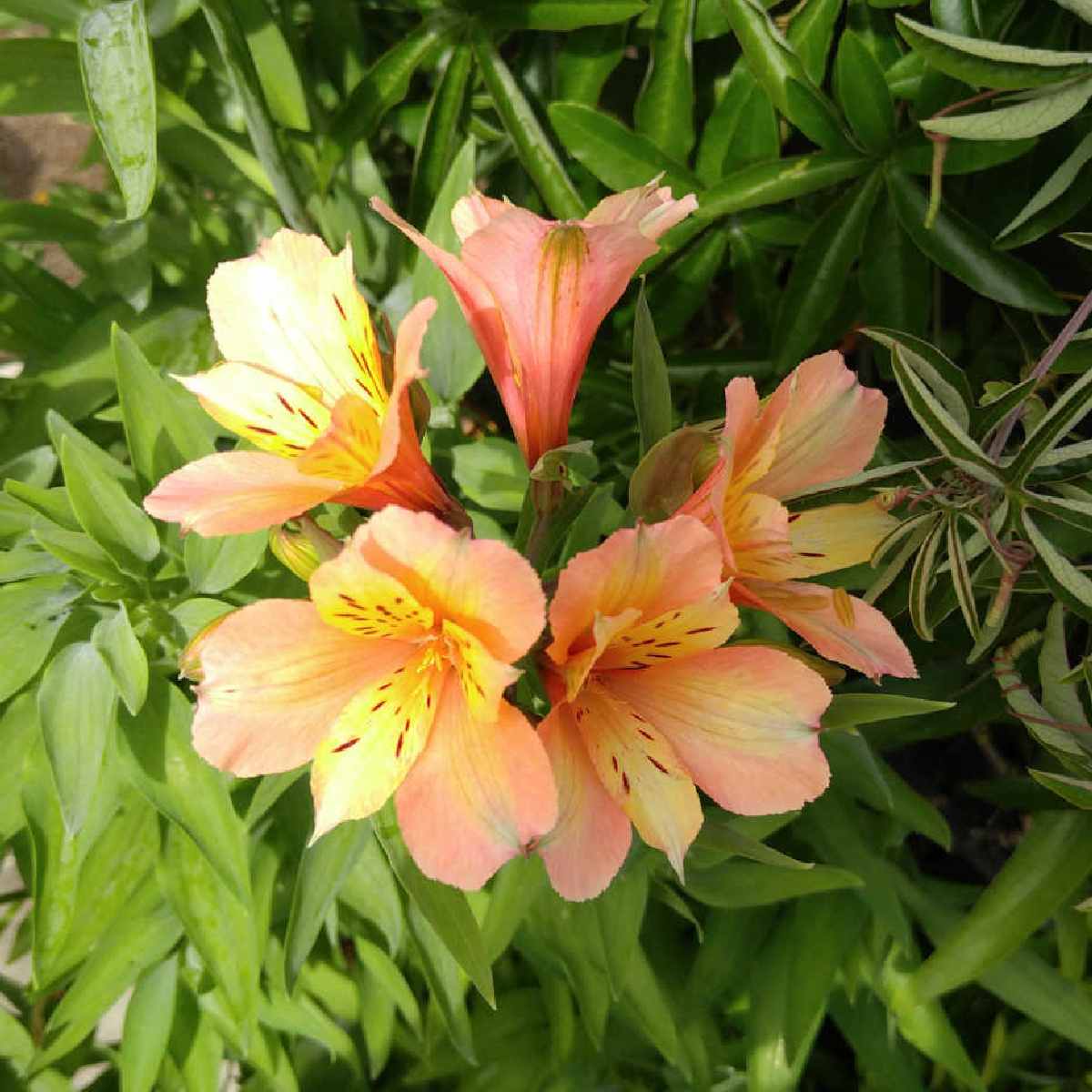 A cluster of peachy orange Peruvian lily (Alstroemeria) flowers.