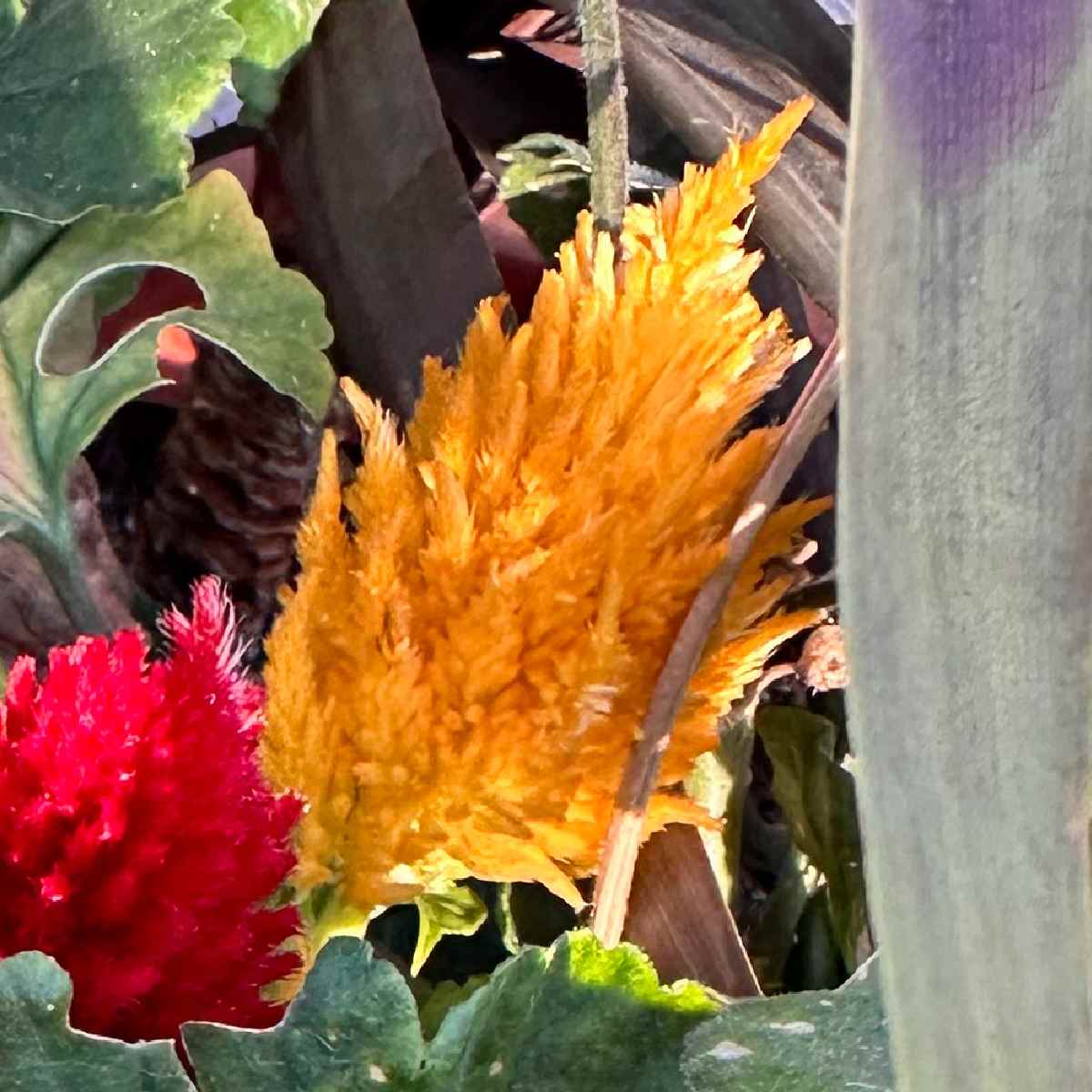 A close up photo of an orange plumed cockscomb, also known as Celosia argentea, with a red plumed cockscomb and other foliage visable.